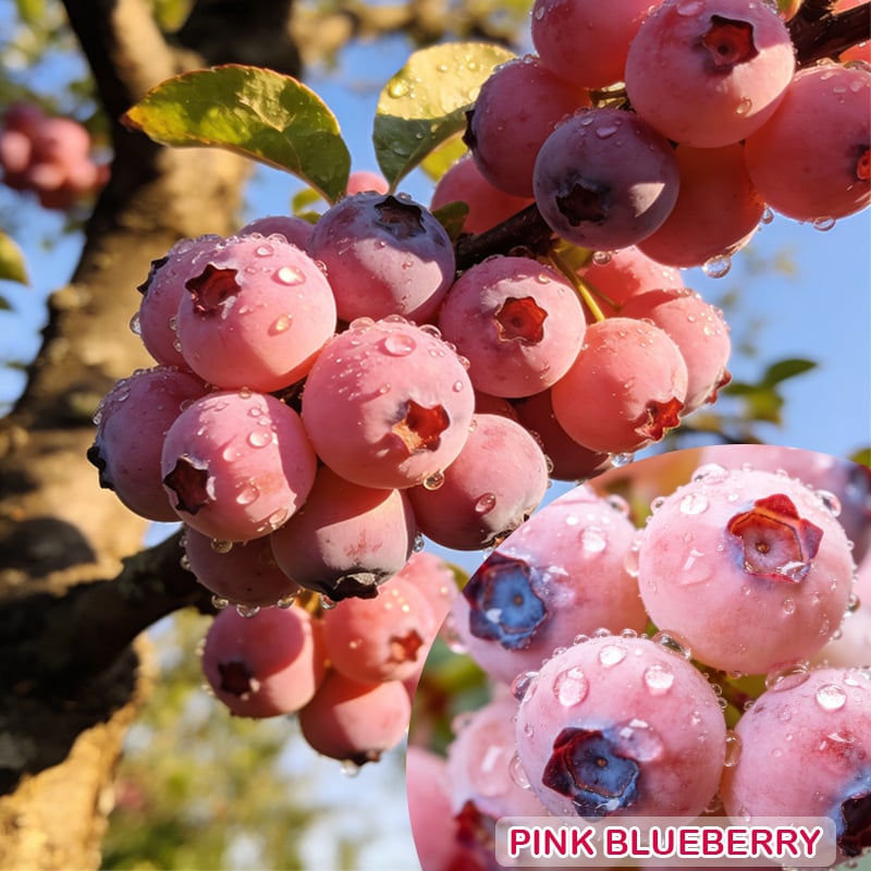 💟Premium Pink Blueberry Seeds