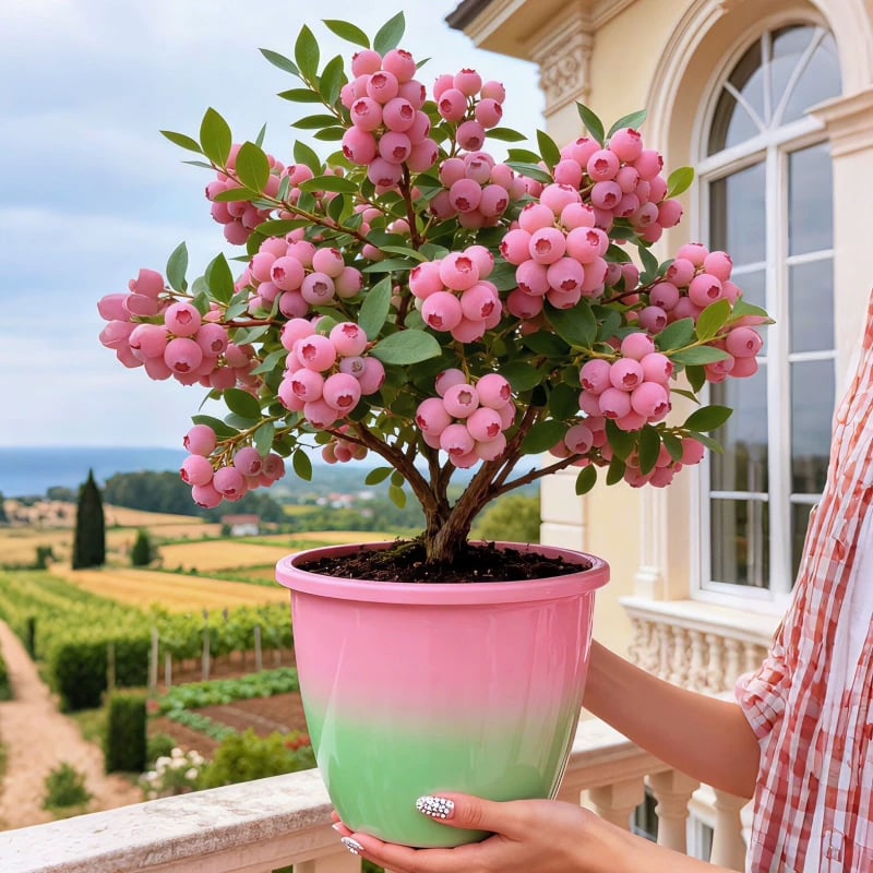 💟Premium Pink Blueberry Seeds